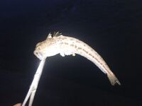 Два дня по ставриде: налим влетел, луфарик резал, горбыль на фото и отпущен