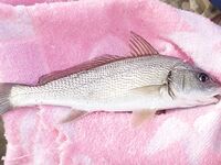 Два дня по ставриде: налим влетел, луфарик резал, горбыль на фото и отпущен