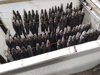 Два дня по ставриде: налим влетел, луфарик резал, горбыль на фото и отпущен