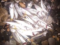 Ставрида разного калибра: груза 1–2 г и черви/слаги — визг фрикциона обеспечен