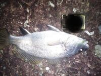 Ставрида разного калибра: груза 1–2 г и черви/слаги — визг фрикциона обеспечен