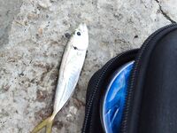 Первый опыт после заката: медленно тонущая бомбарда, «розовый нереис» и сухой червь