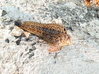 Первый опыт после заката: медленно тонущая бомбарда, «розовый нереис» и сухой червь