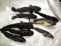 Абхазия, Сухум, пляж Мокко: дневной выход зафиксирован