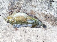 Донка с нереисом и тиролька 30 г: первый горбылик и смена на ставку