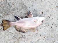 Донка с нереисом и тиролька 30 г: первый горбылик и смена на ставку