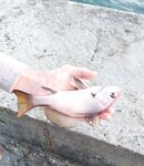 Донка с нереисом и тиролька 30 г: первый горбылик и смена на ставку