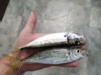 Сочи, ночной выход на буны: ставрида, карась, скорпена и спор с горбылём