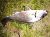 Сочи, ночной выход на буны: ставрида, карась, скорпена и спор с горбылём