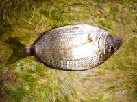 Сочи, ночной выход на буны: ставрида, карась, скорпена и спор с горбылём