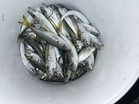 Вечерняя ставрида: много мелочи, но размер проскакивает и держит интерес