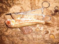 Вечер у буны: микроджиг не зашёл, отводной собрал барабулю, карася и горбыльков