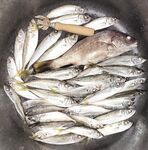 С 19 до 01:45 у буны: укоротил поводок, взял горбылёк и 33 ставридки на две снасти