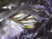 Мутная вода и зацепы: горбылик и собачка на зелёную маракью, ставридка к закату