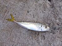 Ставка вечером и днём: двадцать одна ставрида и три барабули на навозного червя