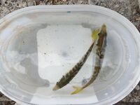 Ставка вечером и днём: двадцать одна ставрида и три барабули на навозного червя