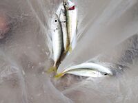 Ставка вечером и днём: двадцать одна ставрида и три барабули на навозного червя