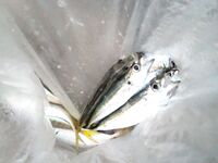 Ставка вечером и днём: двадцать одна ставрида и три барабули на навозного червя