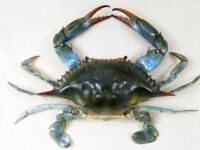 Голубой краб в Чёрном море: как с рапаном — пришёл, закрепился и меняет экосистему