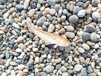 Активная барабуля спиннингом: навозник, креветка и сушёный нереис держат удар