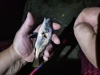 Микро-горбылики повсюду: всех отпустил — морская рыбалка бережно к «детсаду»