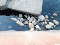 Совет подводника: кефаль по каменно-глыбовому дну — но как её ловить с берега?