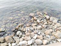 Совет подводника: кефаль по каменно-глыбовому дну — но как её ловить с берега?