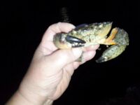 Алушта, ставридошпроты и скорпены: короткий выход, коты довольны, горбылик ушёл