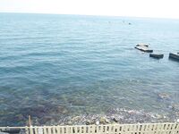 Алушта, ставридошпроты и скорпены: короткий выход, коты довольны, горбылик ушёл