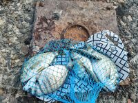 Сочи, поплавок с волнореза: мидия, прикорм ракушкой и переход к вечерней ставриде