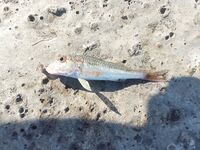 Три рыбалки подряд: скромные уловы, но стабильная барабуля и мармир на червя