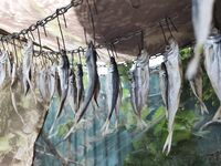 Засолка ставриды: как сушить без воды и зачем крупная соль и сутки в холодильнике