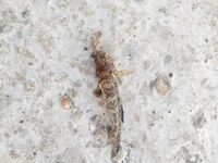 Скромные уловы серией: караси, горбыльки, барабуля и зеленуха, фото из нескольких дней