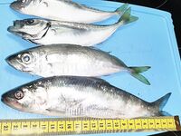 Бухта Инал, лодка: морская рыбалка на самодур — крупная ставрида и селёдка