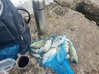 Мидия и дохлый нереис: морская рыбалка на ласкиря и мармира с кучей мелочи