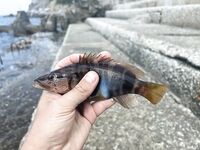 ЮБК, Понизовка: первый опыт и морская рыбалка на червячка с оливкой по кукушке