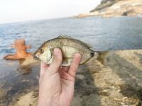 ЮБК, Понизовка: первый опыт и морская рыбалка на червячка с оливкой по кукушке