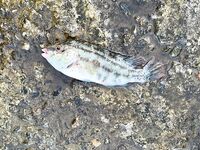 Небуг, два часа на волнорезе — быстрый выезд без деталей