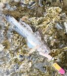 Небуг, два часа на волнорезе — быстрый выезд без деталей