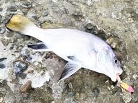 Небуг, два часа на волнорезе — быстрый выезд без деталей