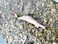 Небуг, два часа на волнорезе — быстрый выезд без деталей