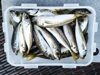 Ранний час — ставрида подошла плотной стайкой: 25 штук за час