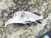 Небуг — с 4 до 7 за горбылём: один подошёл, карась «пулемётом», барабуля в ударе