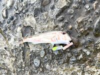 Небуг — с 4 до 7 за горбылём: один подошёл, карась «пулемётом», барабуля в ударе