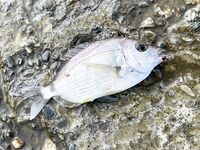 Небуг — с 4 до 7 за горбылём: один подошёл, карась «пулемётом», барабуля в ударе