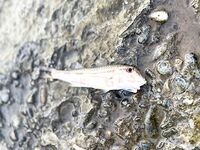 Небуг — с 4 до 7 за горбылём: один подошёл, карась «пулемётом», барабуля в ударе