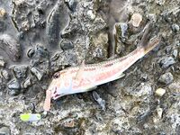 Небуг — с 4 до 7 за горбылём: один подошёл, карась «пулемётом», барабуля в ударе