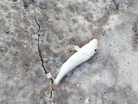 Две сессии на двоих: 11 карасей, 2 барабули, несколько зелёнух — размер скромный