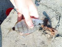 Две сессии на двоих: 11 карасей, 2 барабули, несколько зелёнух — размер скромный