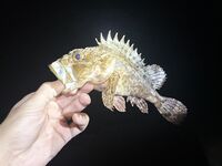 ЮБК, Кацивели — «звёзды» и рачки: 6 рыб за три часа, горбыля нет